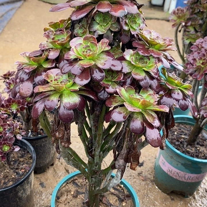 圆叶50多肉植物法师法师