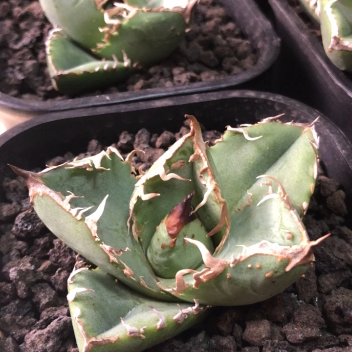 油猪仁王冠龙舌兰