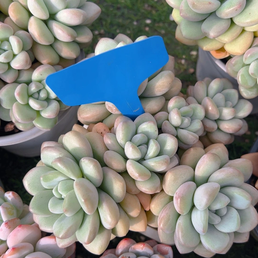 福利来了来了来了来啦来了