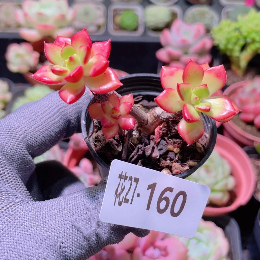 花利美27-160蒂亚