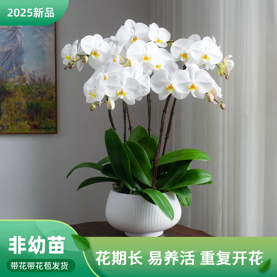 金色池塘蝴蝶兰基地【大白】室内花卉盆栽带花客厅兰花婚礼种植开花