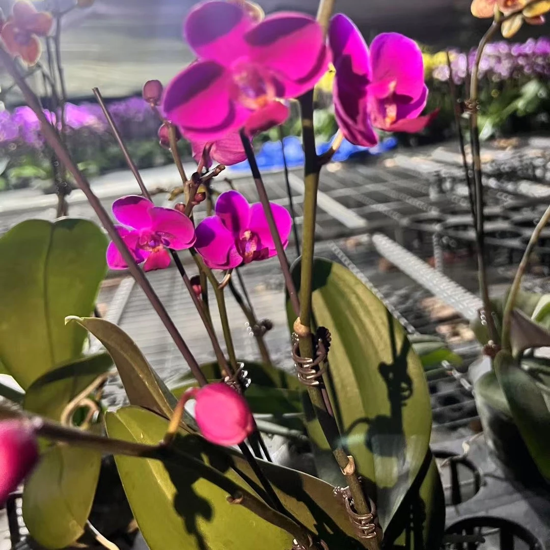 年宵花 蝴蝶兰 满天红 带花苞