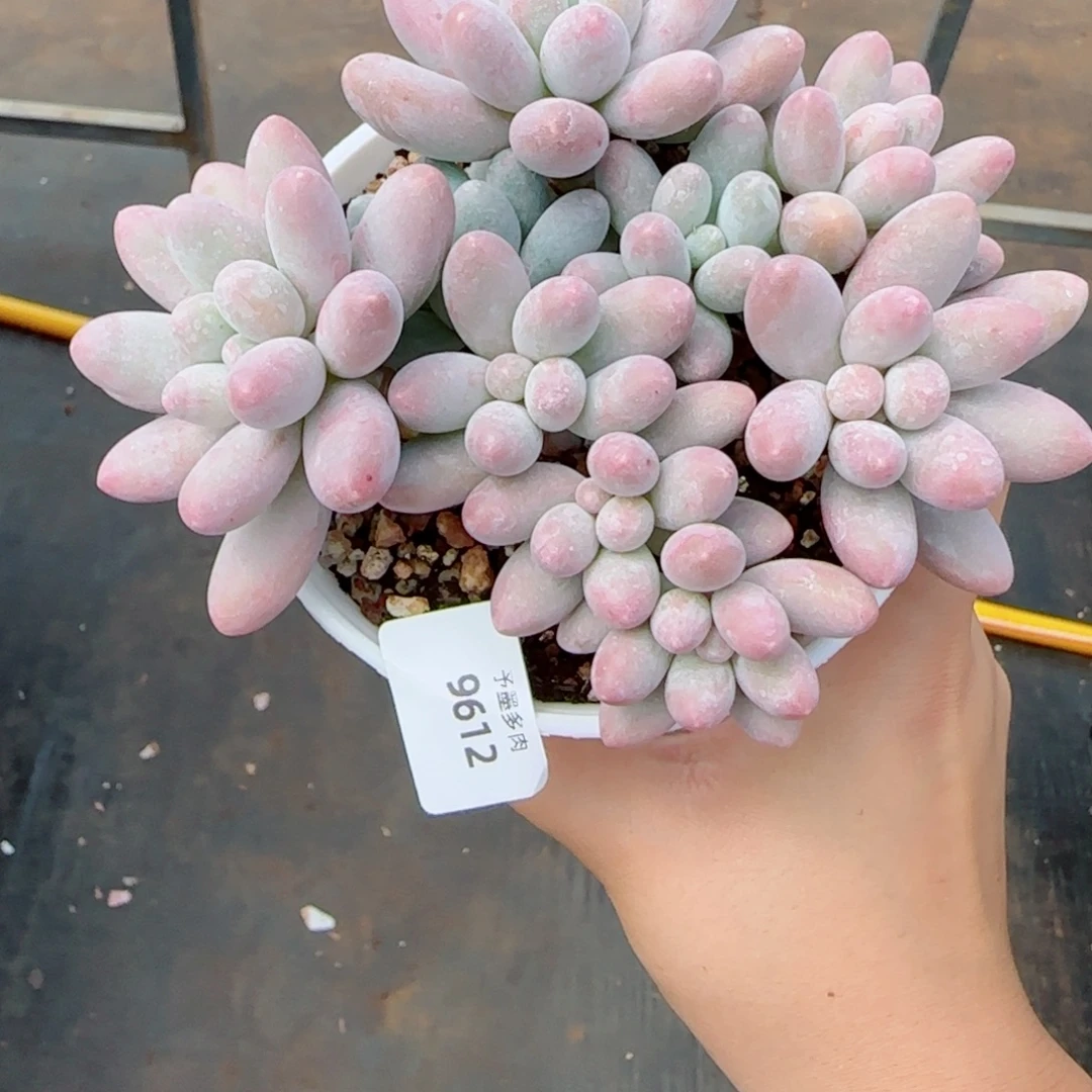 汤圆无砍，9612多肉植物