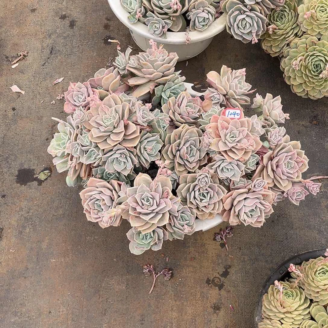 可*可爱玫瑰1040 晓晓一物一拍