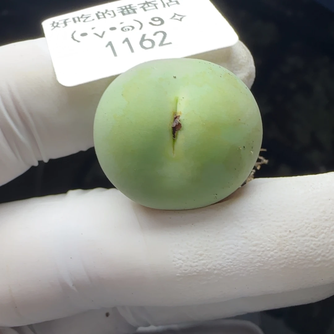 G****1162。默认脱土。18包邮。偏远88包邮