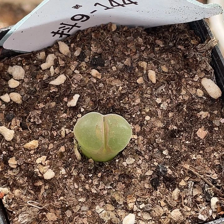 水***冻9-144肉锥多肉植物