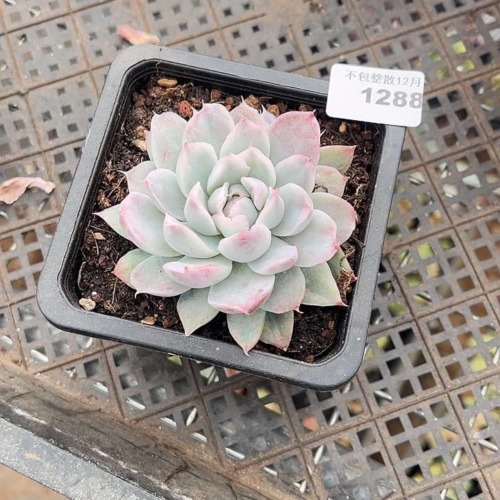 阿雅园艺。       1288幸普森