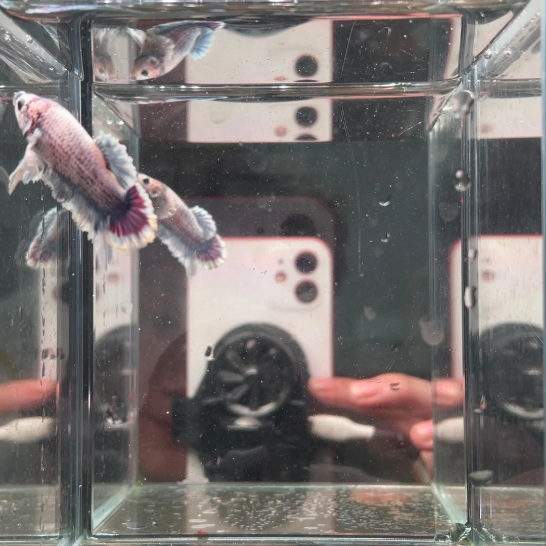 斗鱼印尼精品斗鱼88