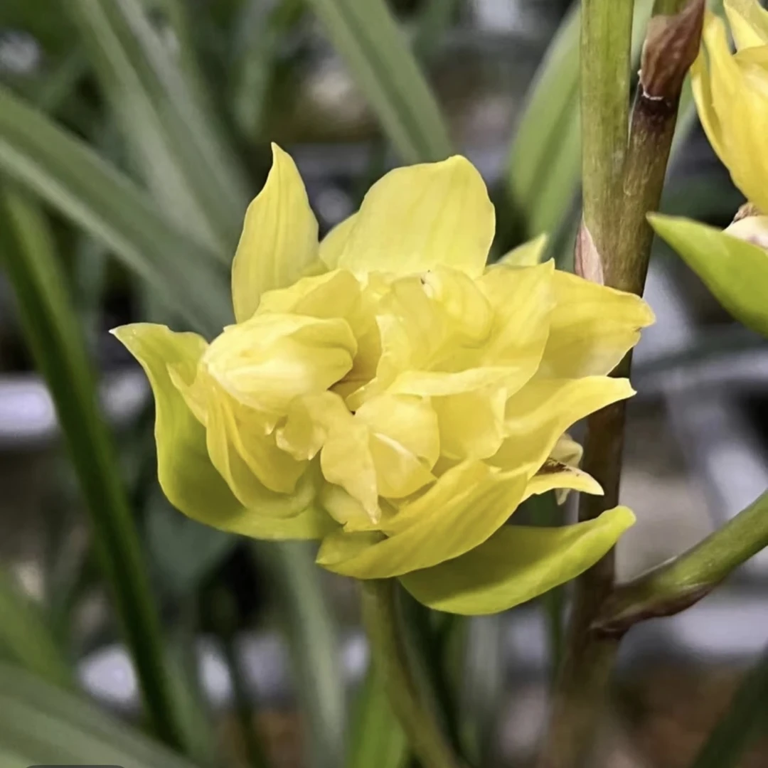 【宝莲灯】春剑黄金牡丹花,浓香兰花室内绿植盆栽花卉