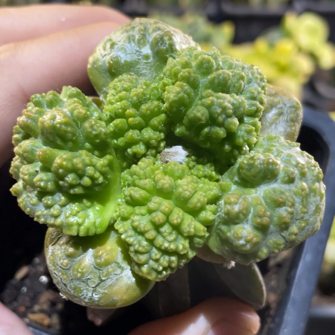 全部花朵颗粒菜花牡丹锦 仙人球