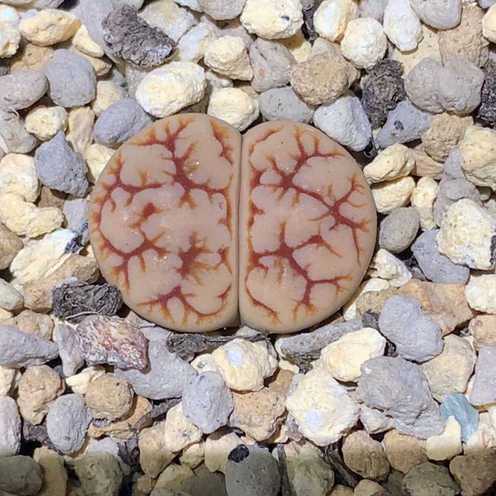 精品多肉植物大战僵尸先生们