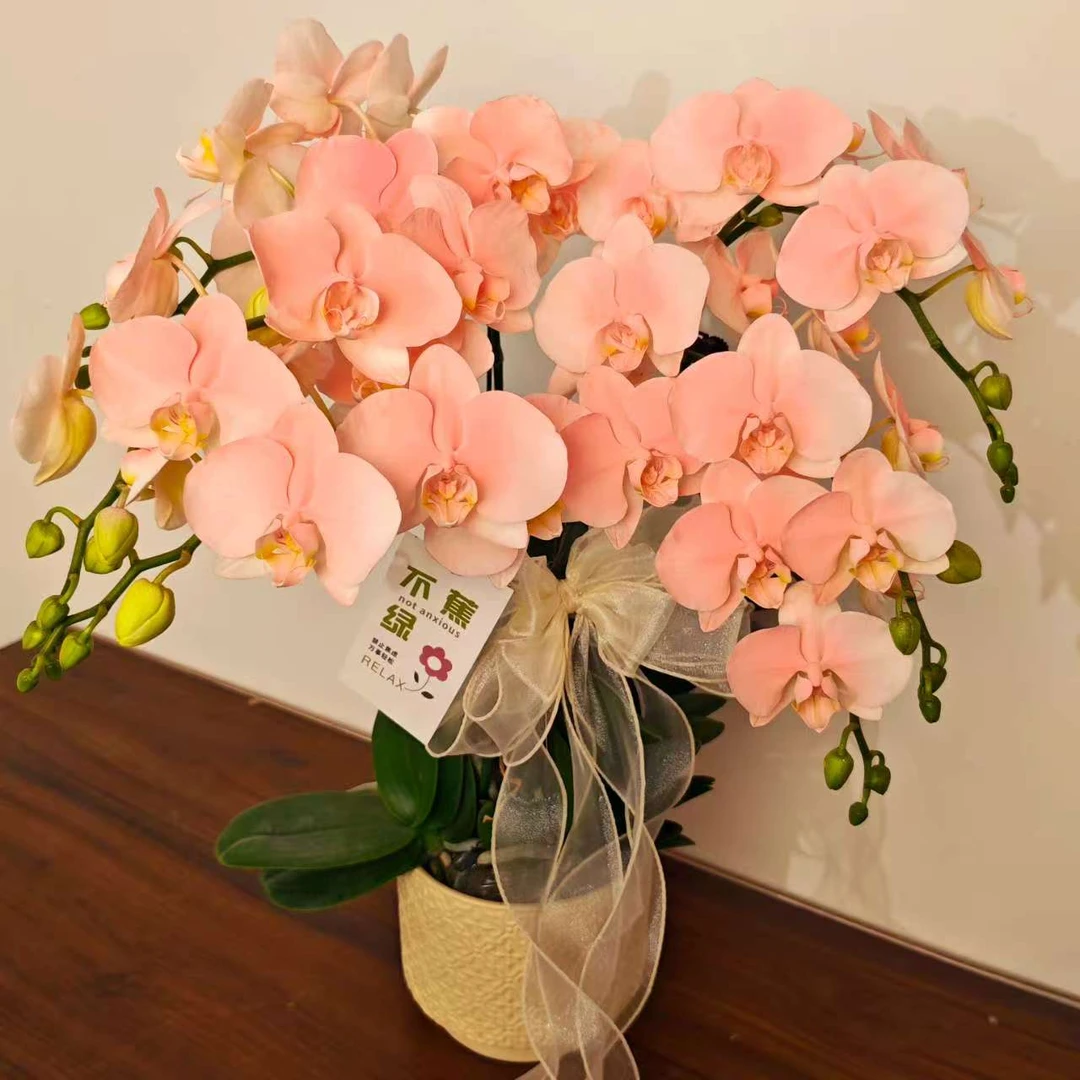 双旦专场 【春日桃花】蝴蝶兰梦幻马克龙色  特殊工艺植物上色