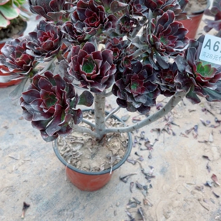 673灰圆叶多肉植物