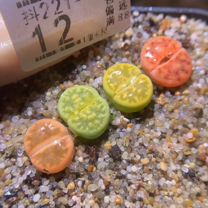 精品生石花231.12