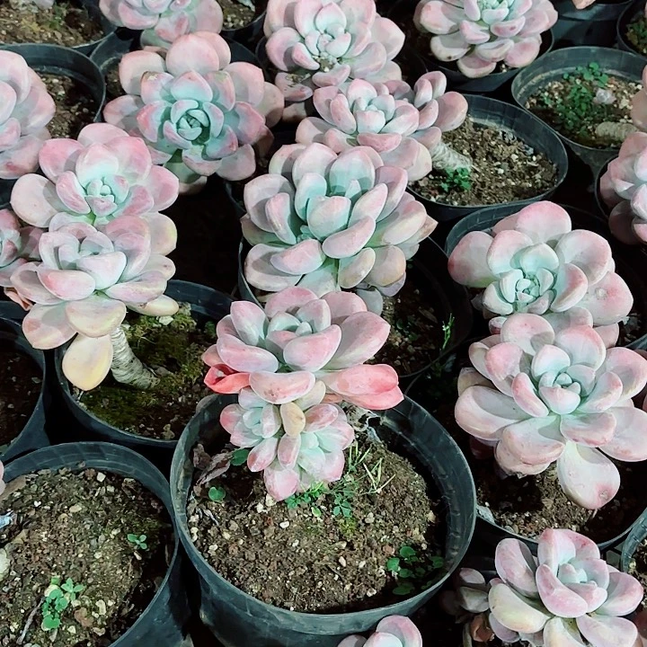 圆叶老桩奥普琳娜拍一发三