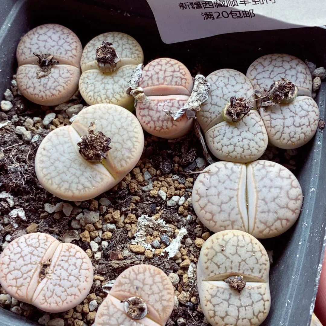 我的小姐姐们都是我的032