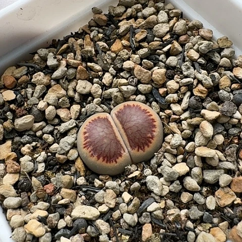 3450菊红窗菊花纹母本带盆土