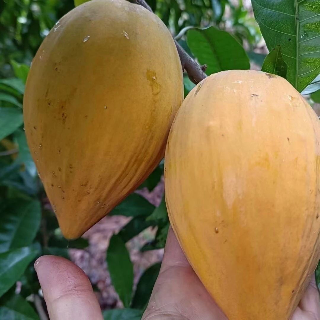 鸡蛋果苗嫁接苗带土发货