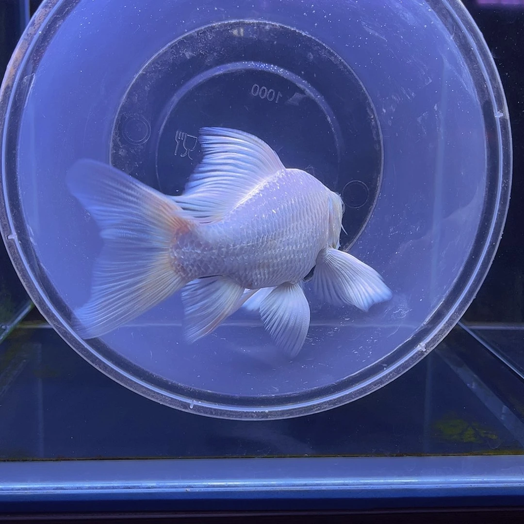 爱***嘉海水白色普短蝴蝶鲤鱼