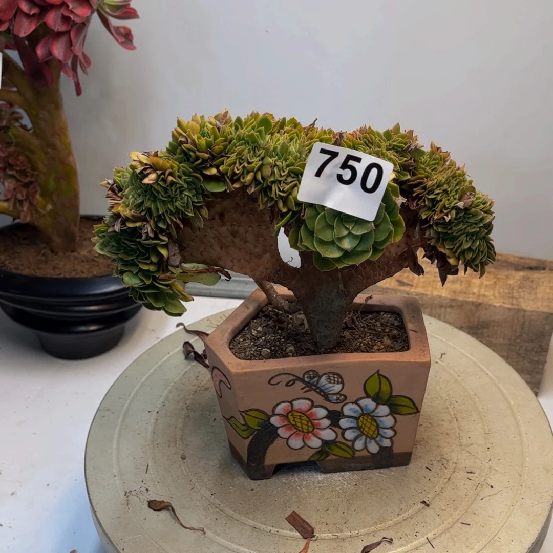 多肉植物万圣节缀750