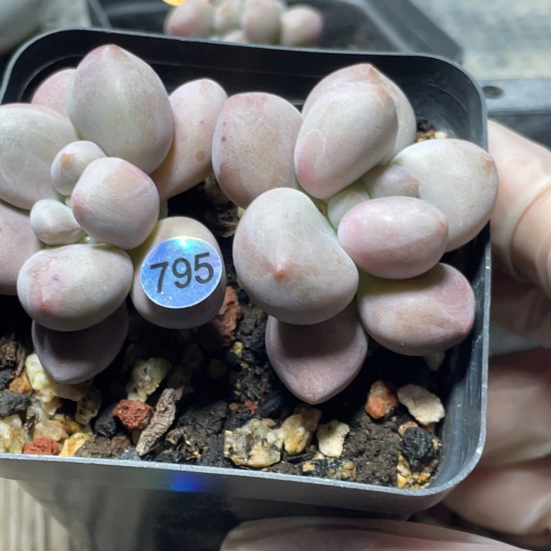 贵妃奶酪多肉植物