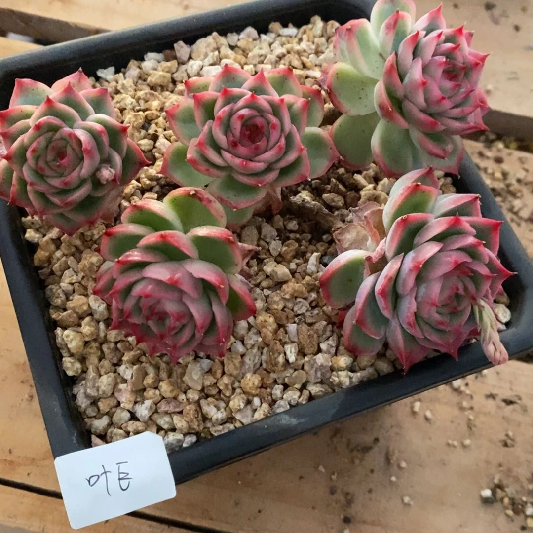 侧影老桩大群好看冰