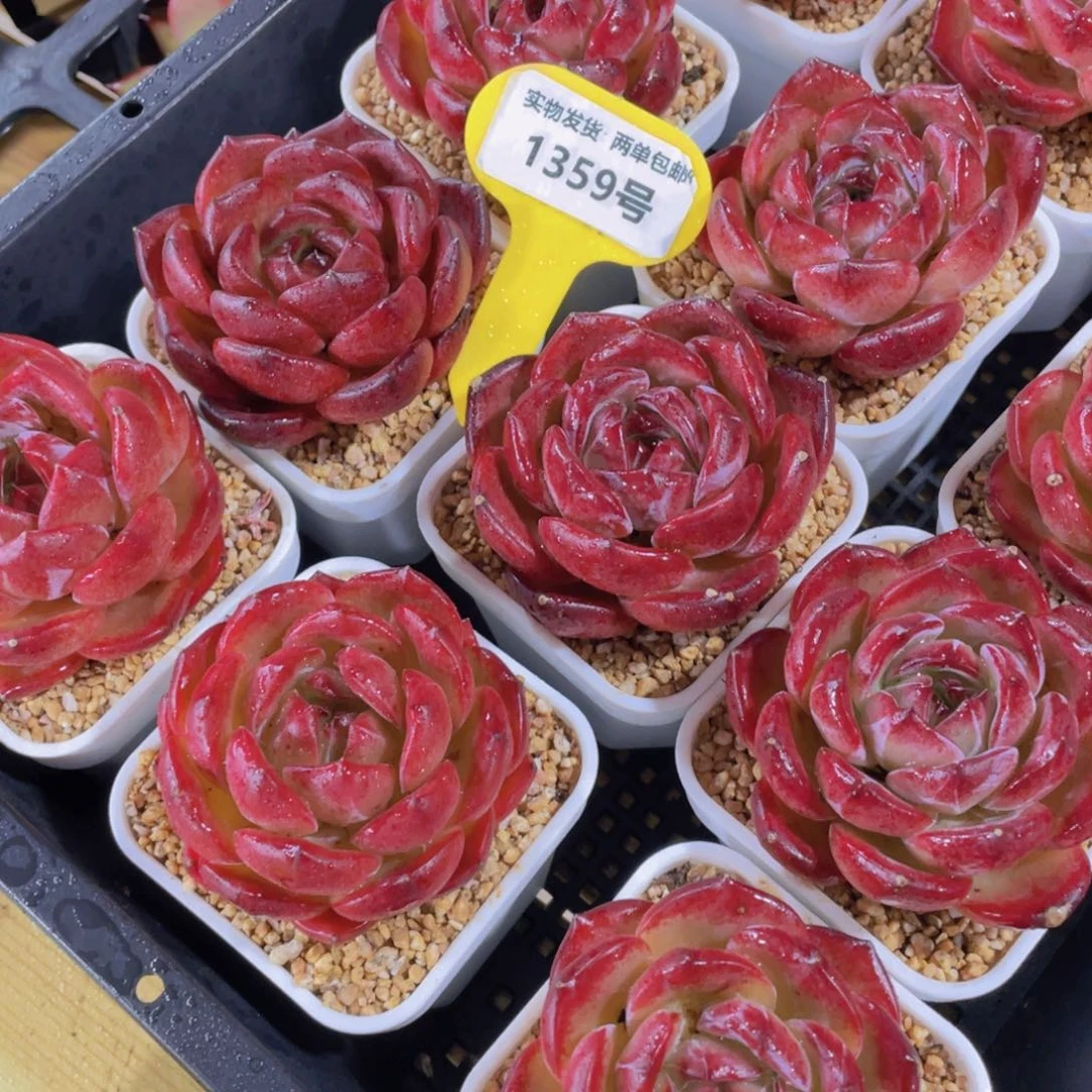 1359号 宽叶大胖子夜魔侠单头一个