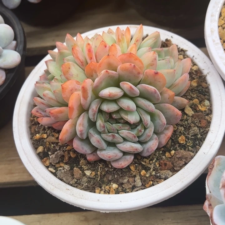 全明星 群生 夏鸣园艺