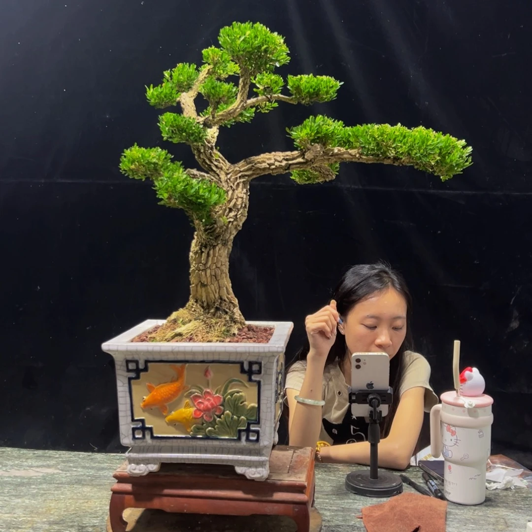 无花朵广东黄杨四季常青