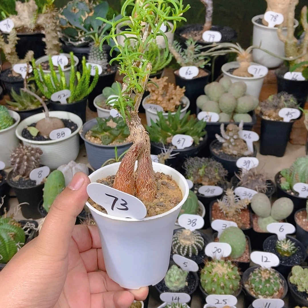 雷斯木之一物一拍