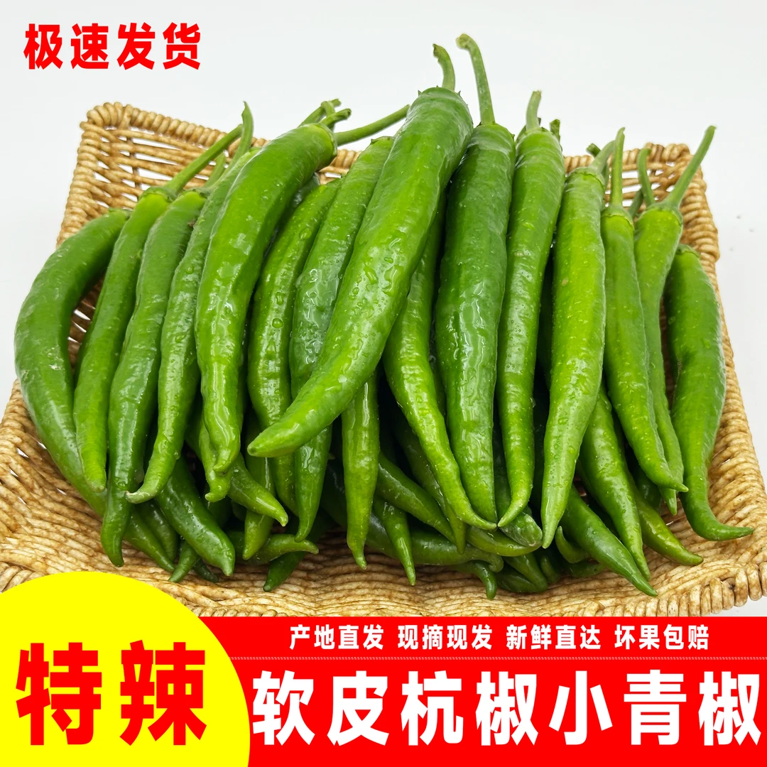 （特辣）小杭椒新鲜现摘微中特辣薄皮农家嫩青辣椒适合炒肉坏果包赔