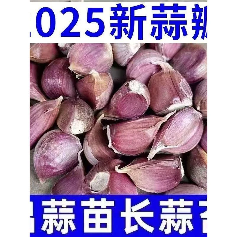 【可吃可种】正宗紫皮大蒜瓣红皮蒜瓣散蒜寒出白帽蒜苔红根蒜苗