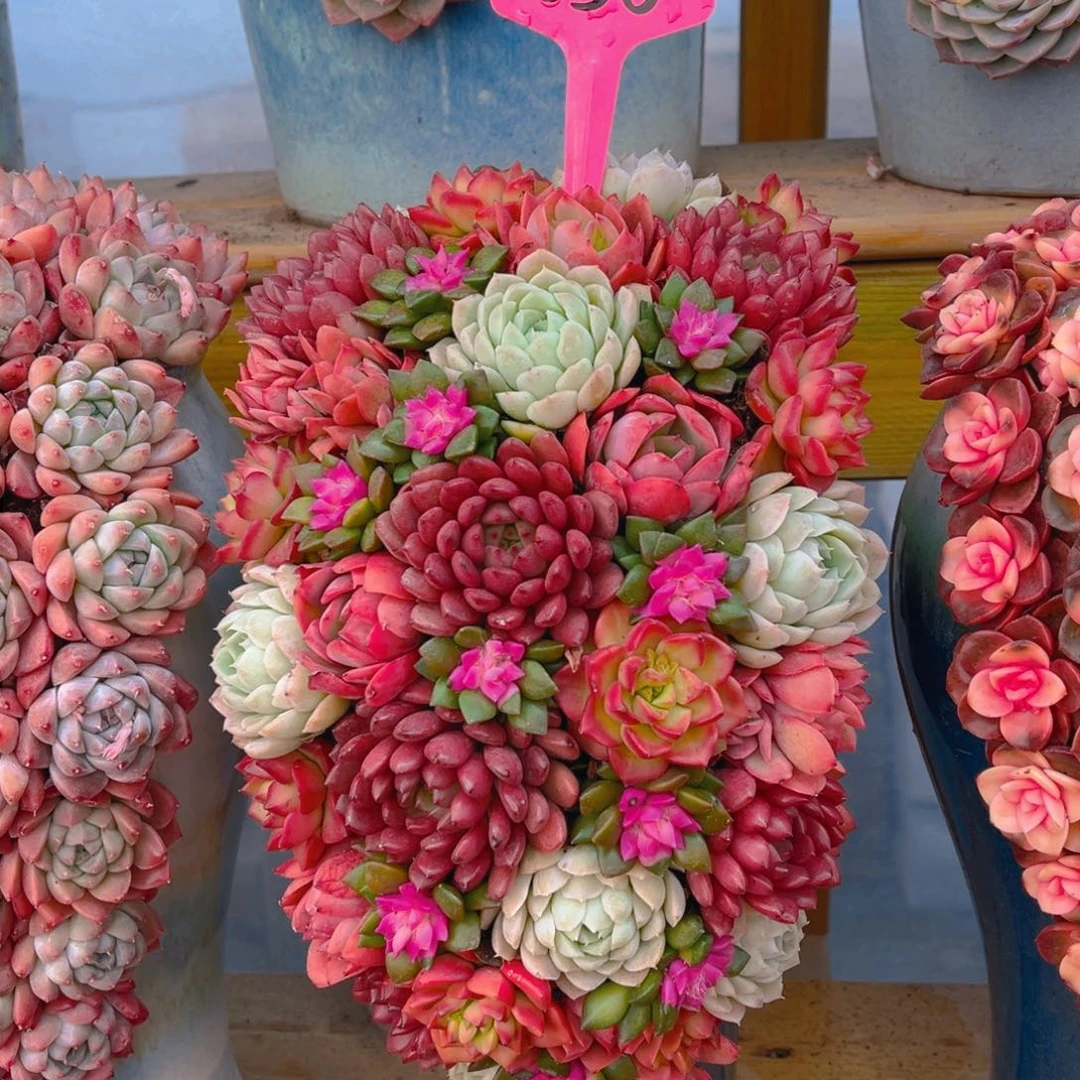 这个是真的很好看036