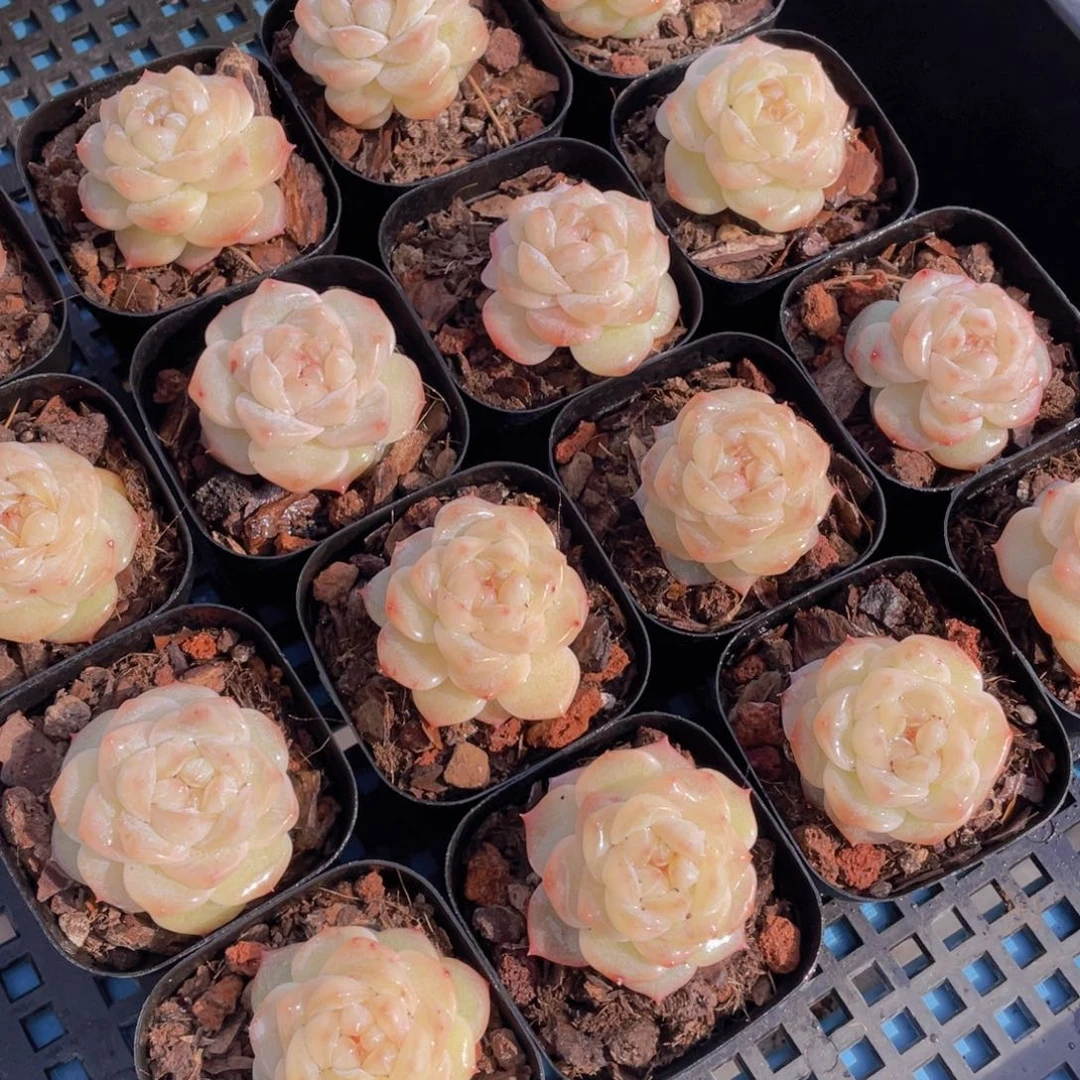 量拍42号优选水晶粉钻单头一个