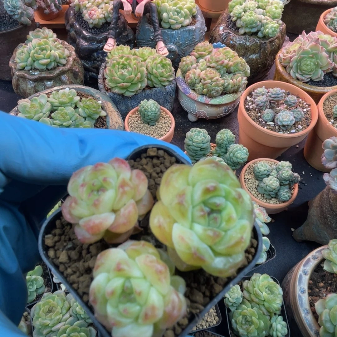 甜心109 三头 多肉植物