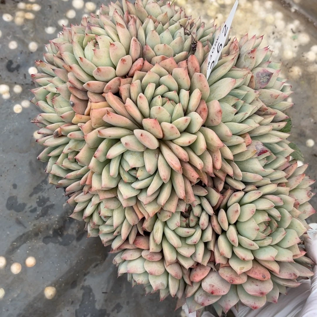 262tp群大群多肉植物……