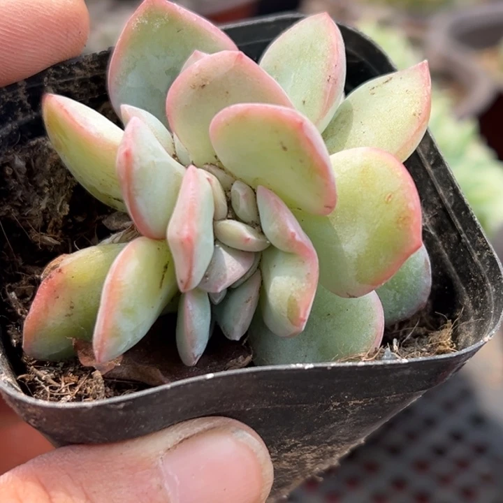 泡芙多肉植物三头562