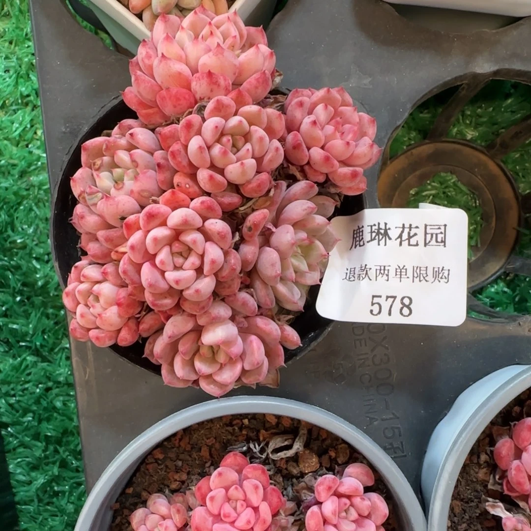 潇***常闪购精品多肉578号