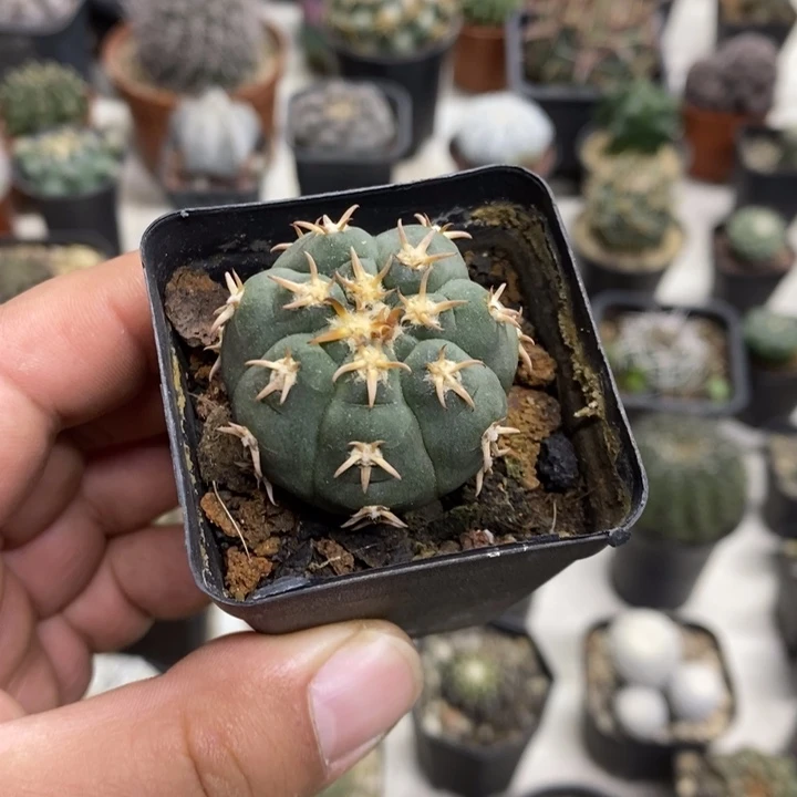 实生猫爪特价福利