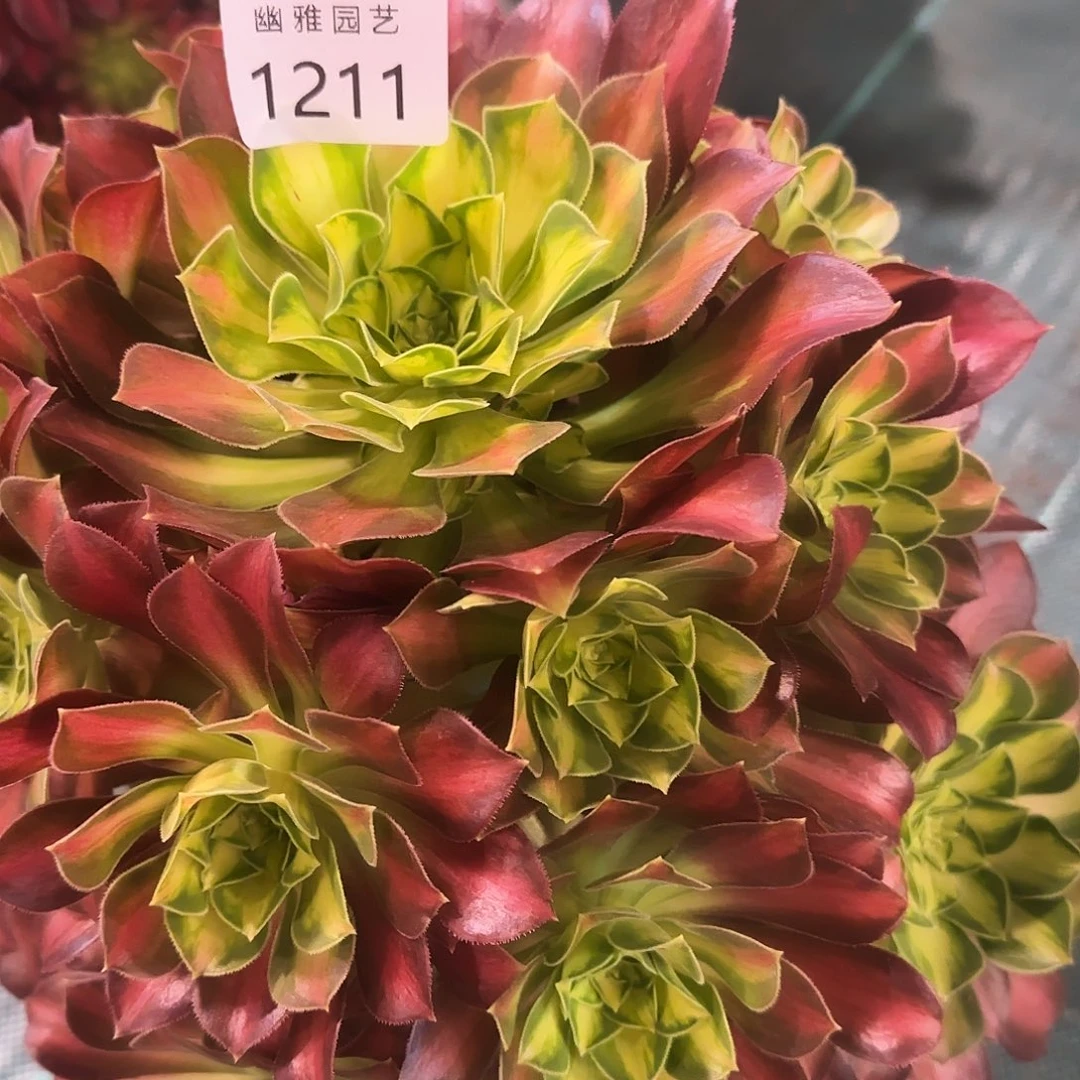 多肉植物韶华1211