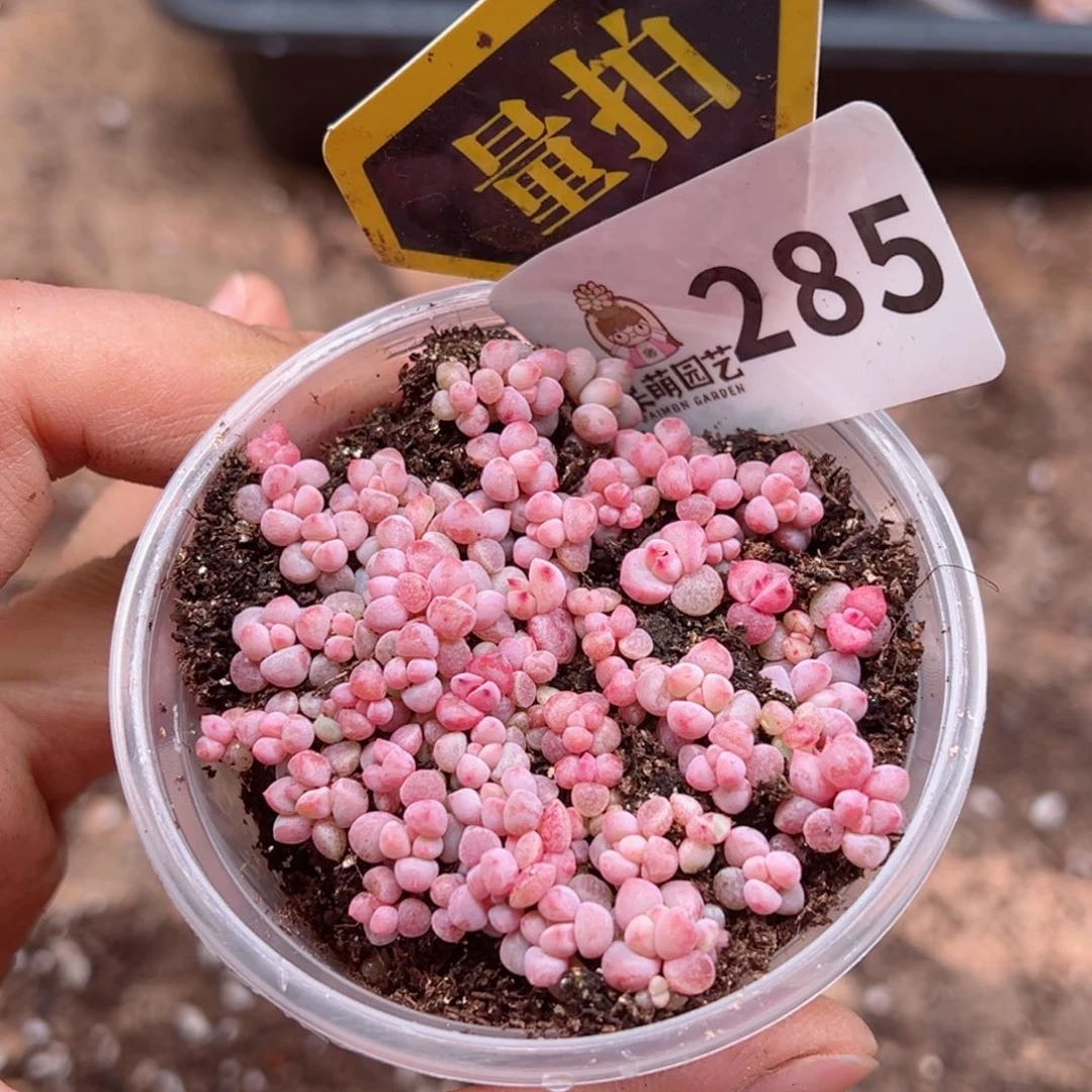 多肉植物多肉植物