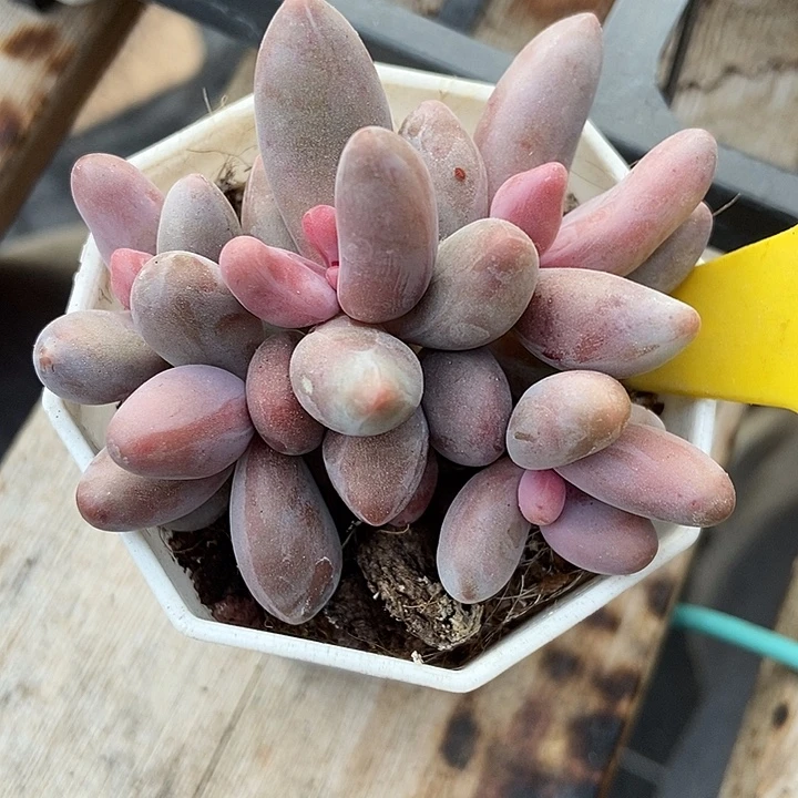 多肉植物红手指871