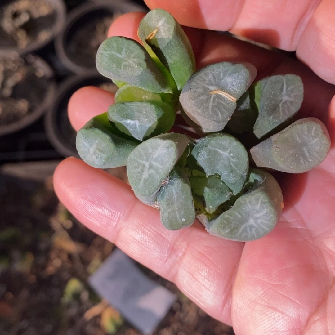 2103 一颗雪葵万象 超级福利