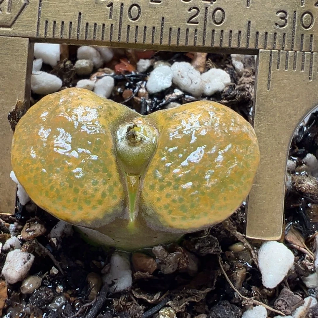 鱼子酱风铃多肉植物百科