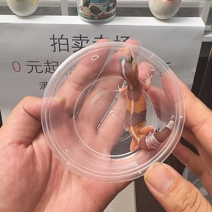 睫角守宫直线玫瑰血橘白搞起来！