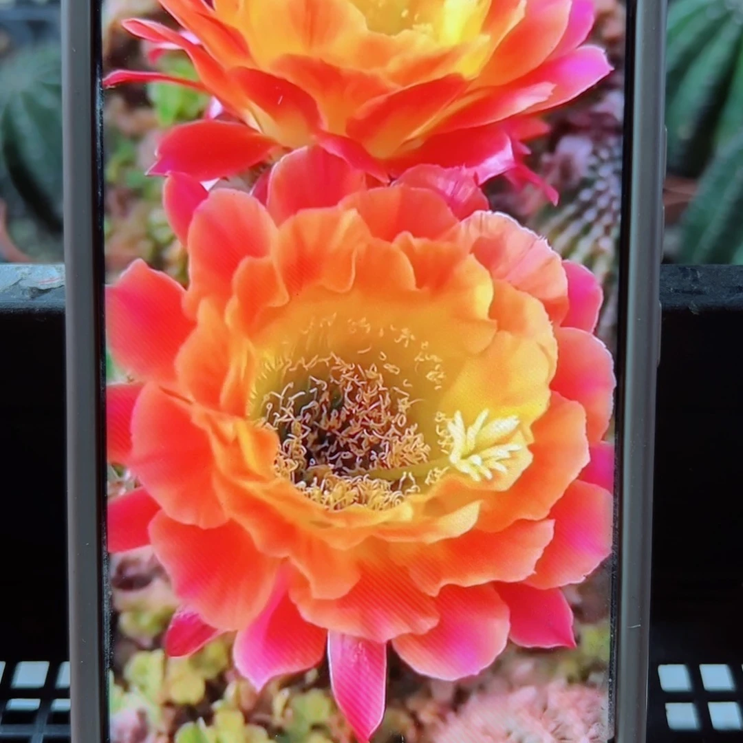 下25毛大满贯歪无根侧芽5公分左右20包邮