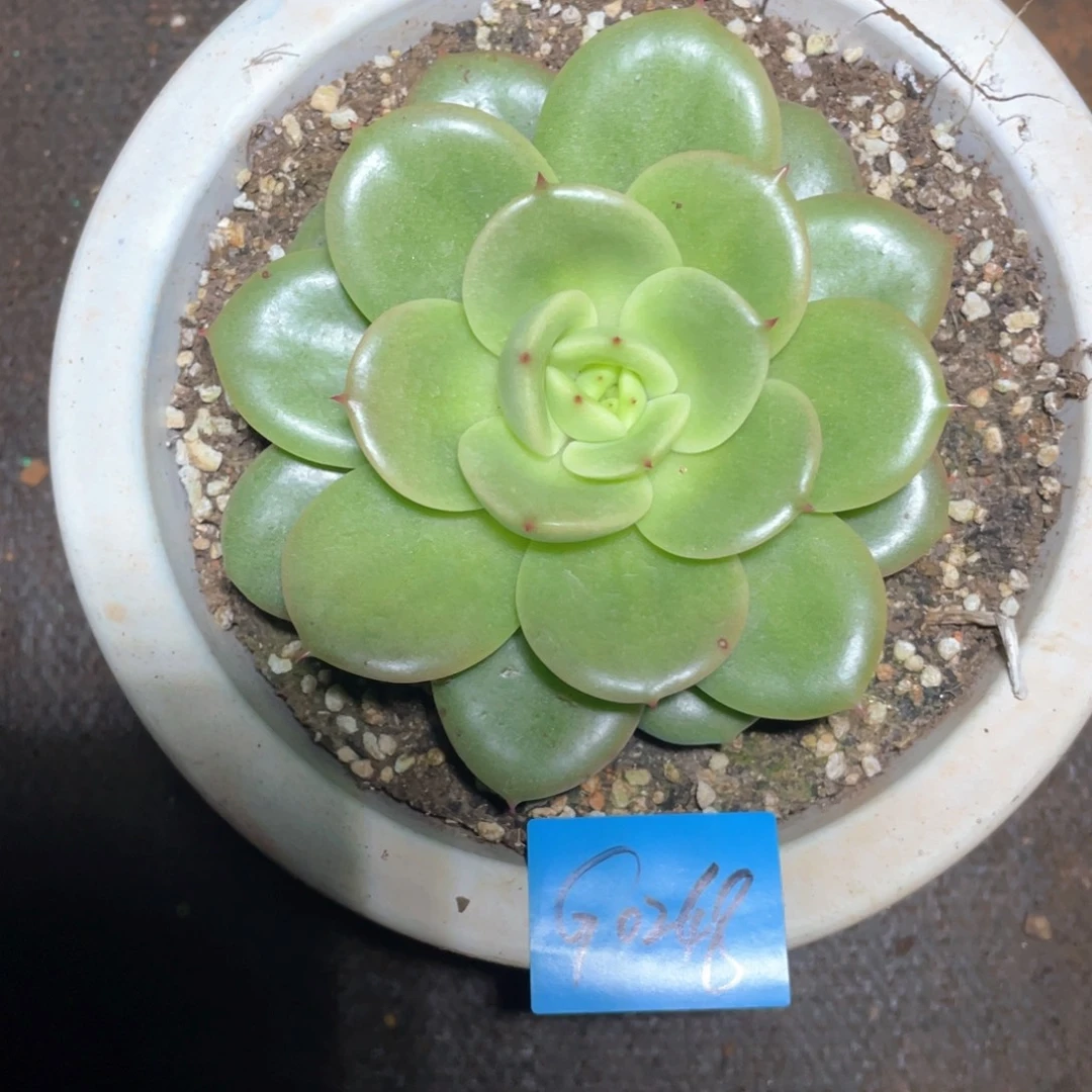 寻***源多肉植物多肉植物0248