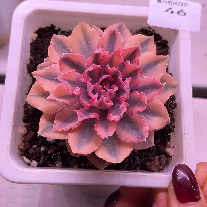 46晚霞之舞锦多肉