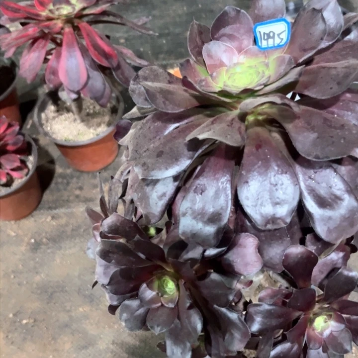 小***甜巫毒1495法师多肉一物一拍