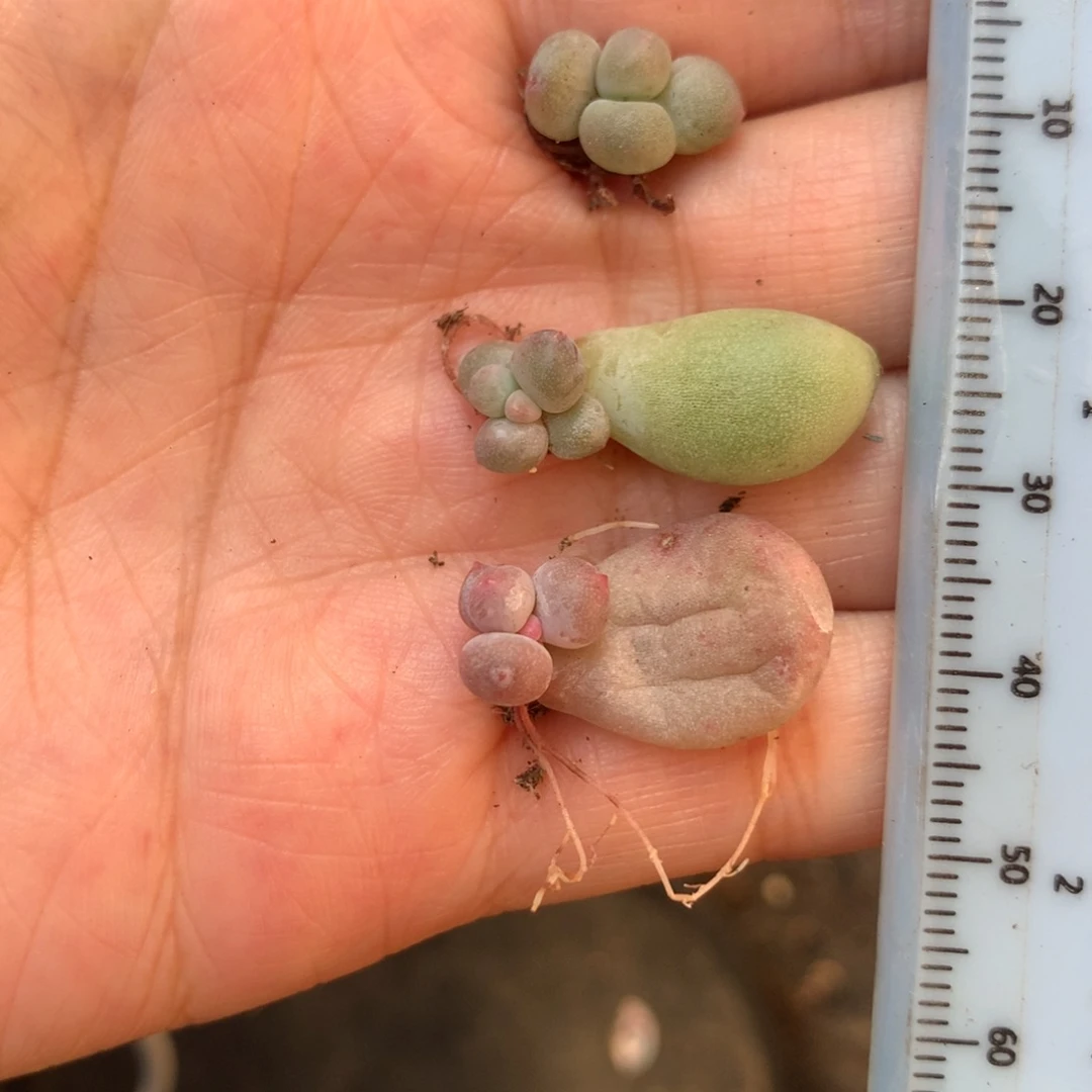 米可奶3颗 小宝宝